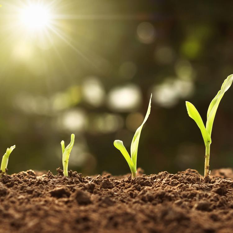  Sprouting Seed